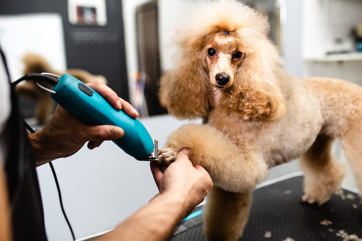 Dog Grooming Supplies Play an Important Role.